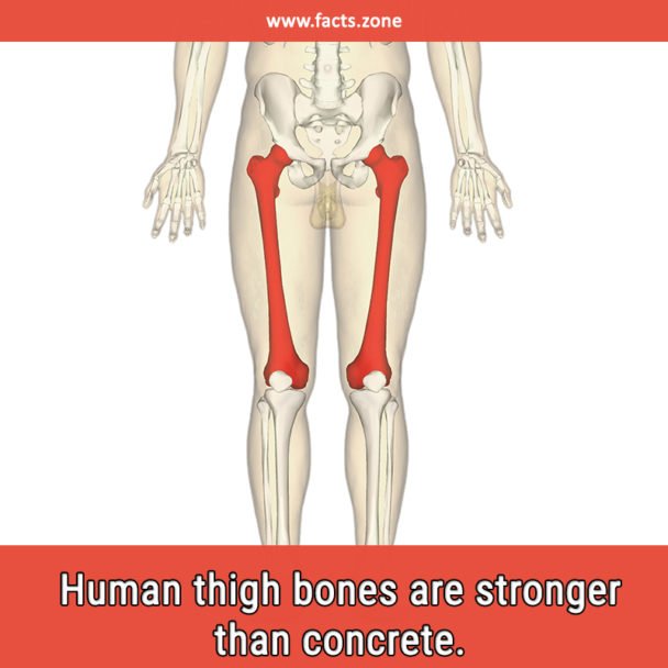 Human thigh bones