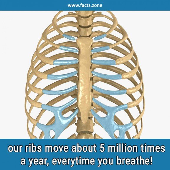 Your ribs move about 5 million times a... • Facts Zone