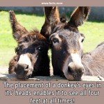 donkey’s eyes