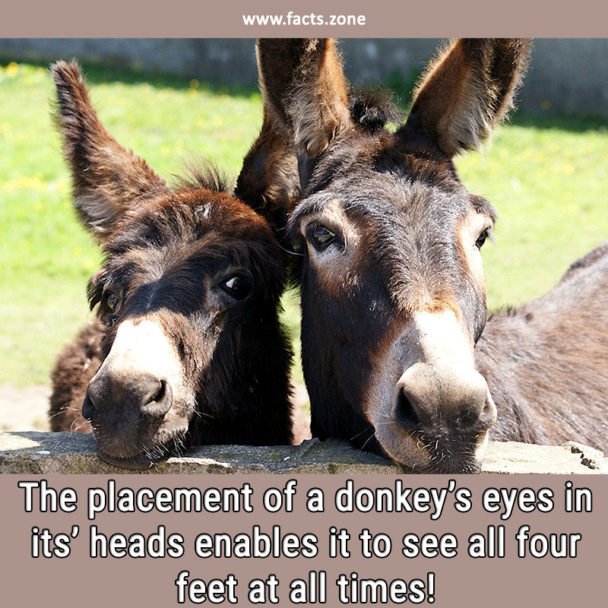 donkey’s eyes