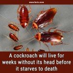 cockroach without its head