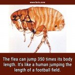 The flea can jump 350 times its body length