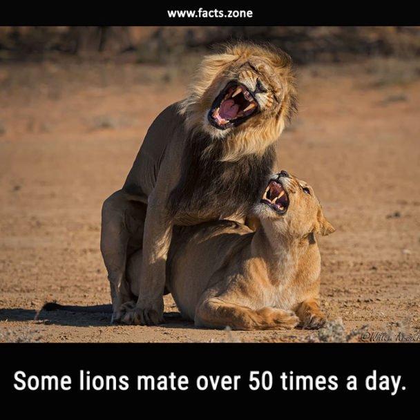 lions mate over 50 times