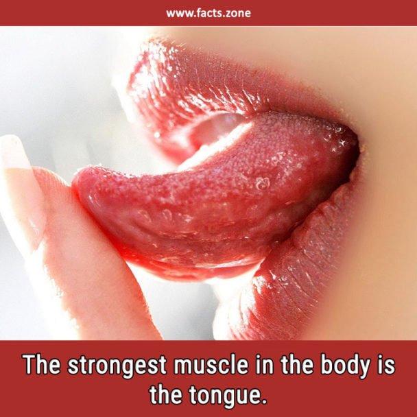 strongest muscle in the body