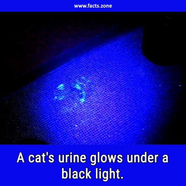 A cat's urine glows