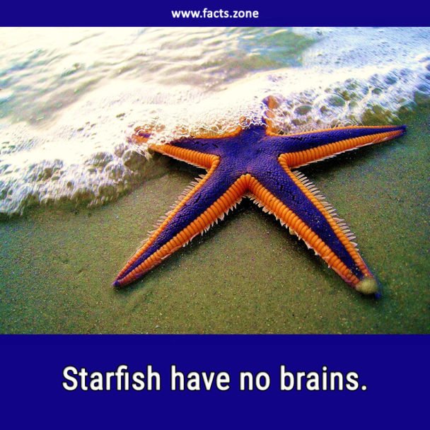 Starfish