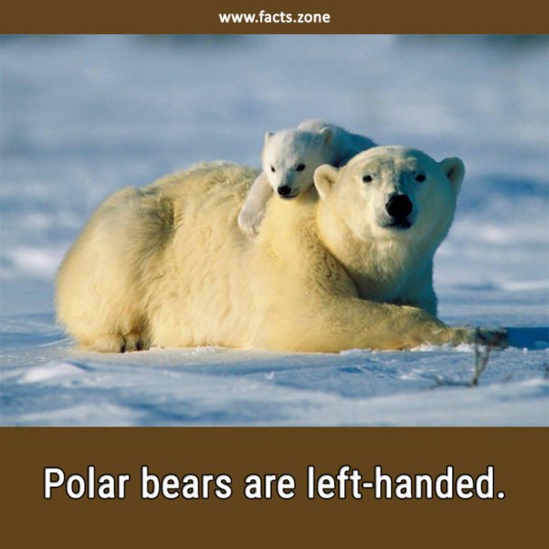 Polar bears