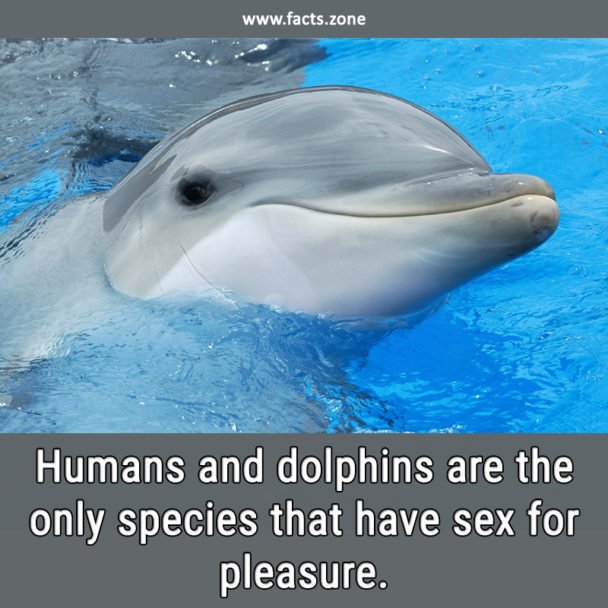 Humans and dolphins