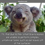 small brains koalas