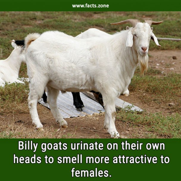 Billy goats
