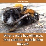 When a male bee climaxes