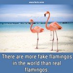 Fake flamingos