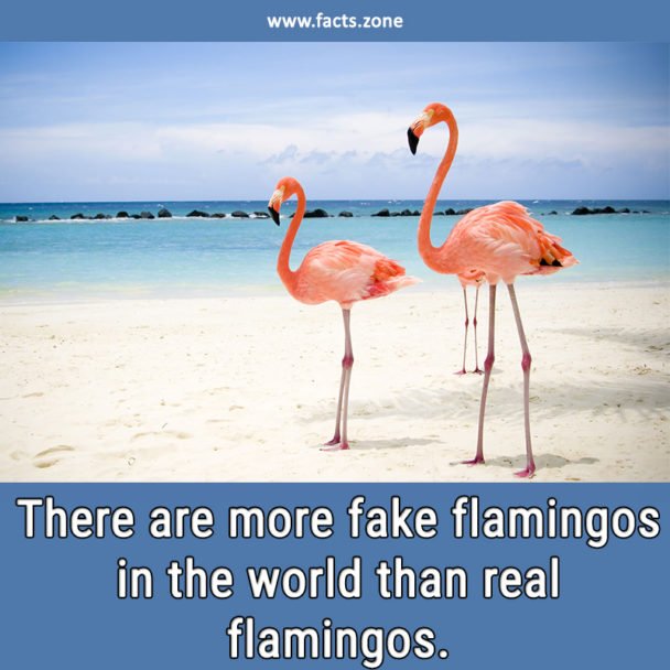 Fake flamingos