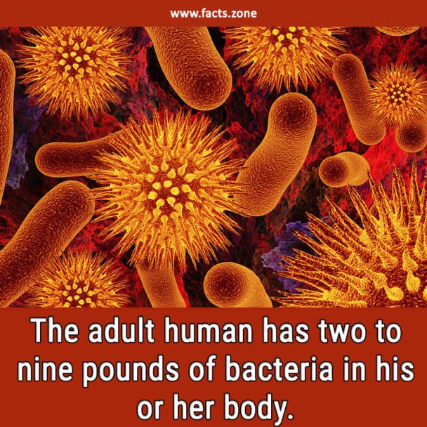 bacteria in our body