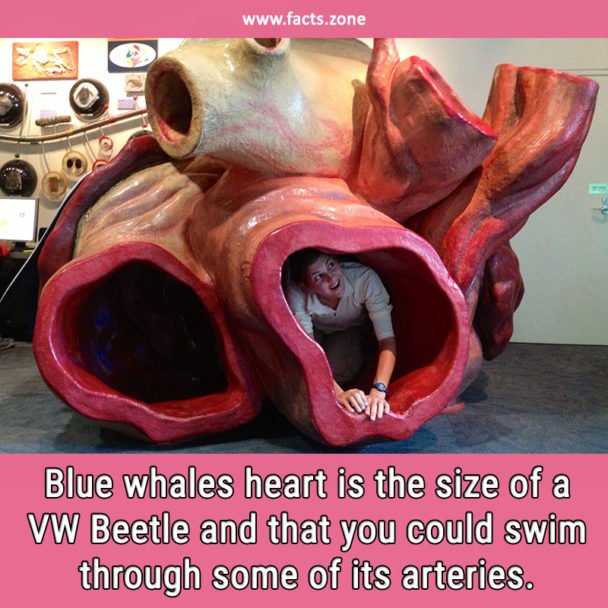 Blue whales heart