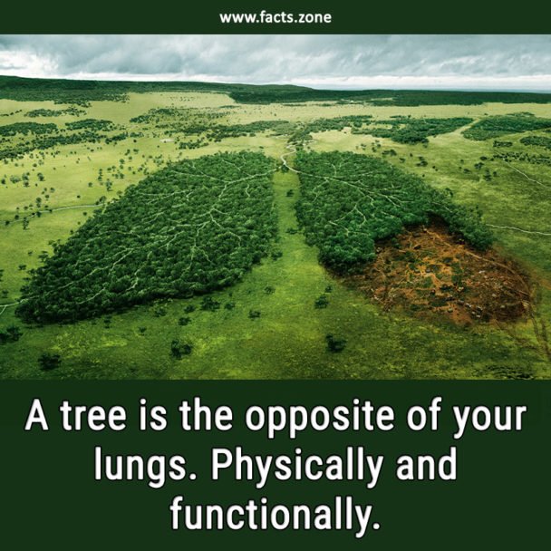 A tree is the opposite of your lungs.