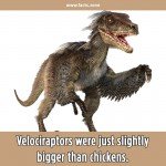 Velociraptors