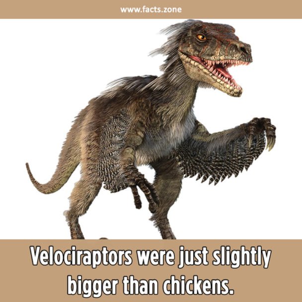 Velociraptors