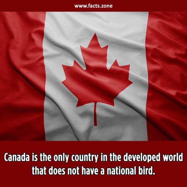 Canada's National Bird