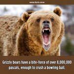 Grizzly bears bite force