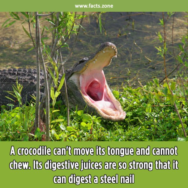 A crocodile can't move its tongue and cannot chew.