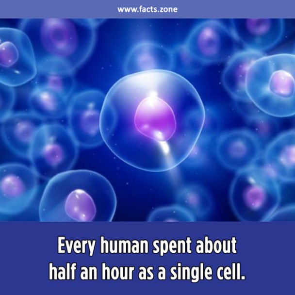 18. Every human spent about half an hour as a single cell