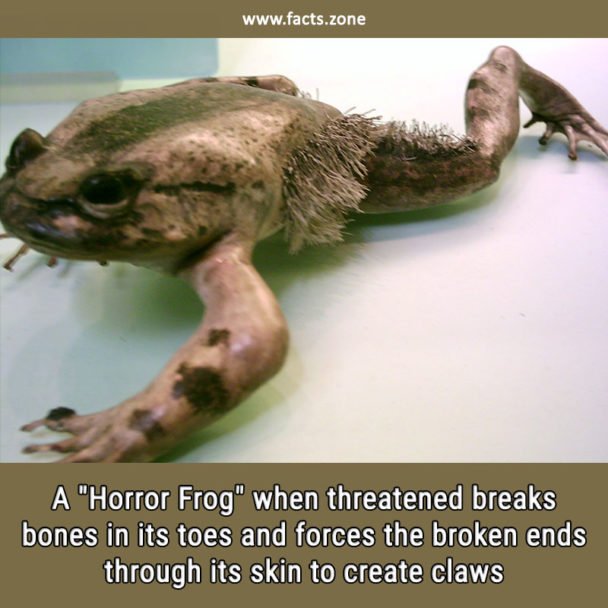 Horror Frog