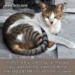 a 4-yr-old stray cat that was rescued from the streets of Rome