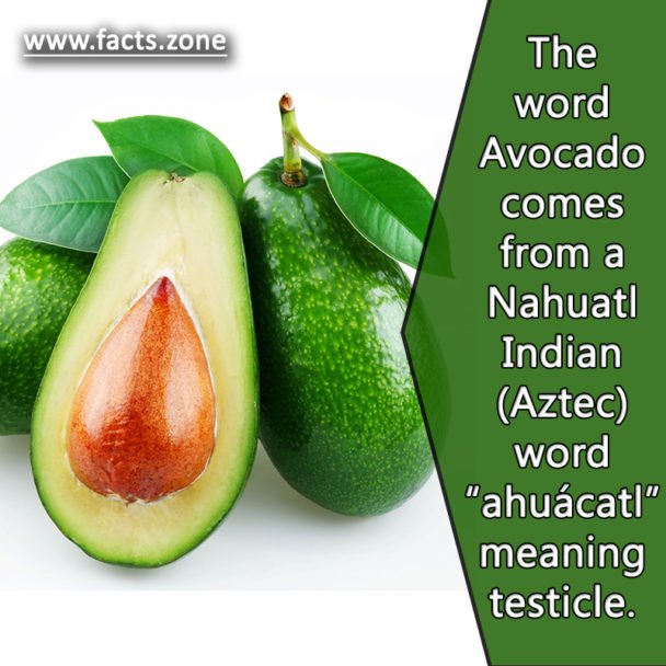 Avocado comes from a Nahuatl Indian (Aztec) word “ahuácatl"