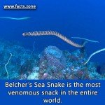 Belcher’s Sea Snake