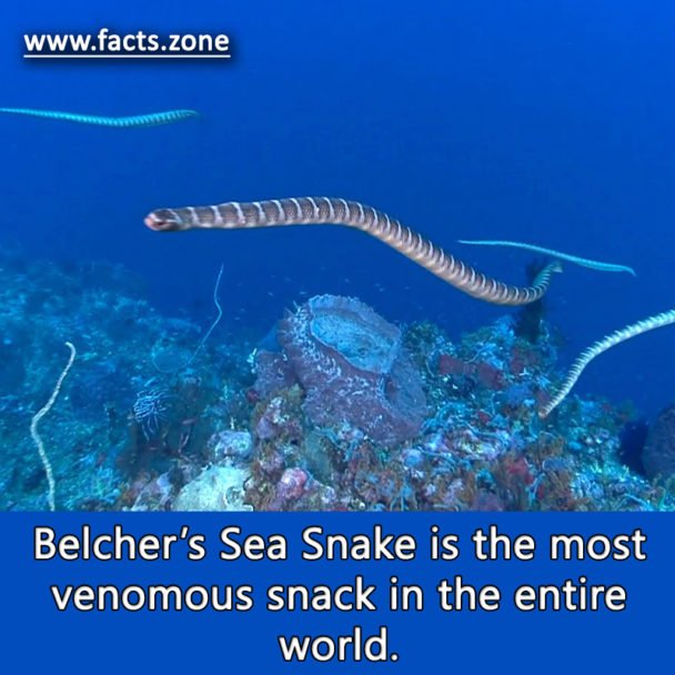 Belcher’s Sea Snake