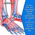 In your feet, you have about 500,000 sweat glands