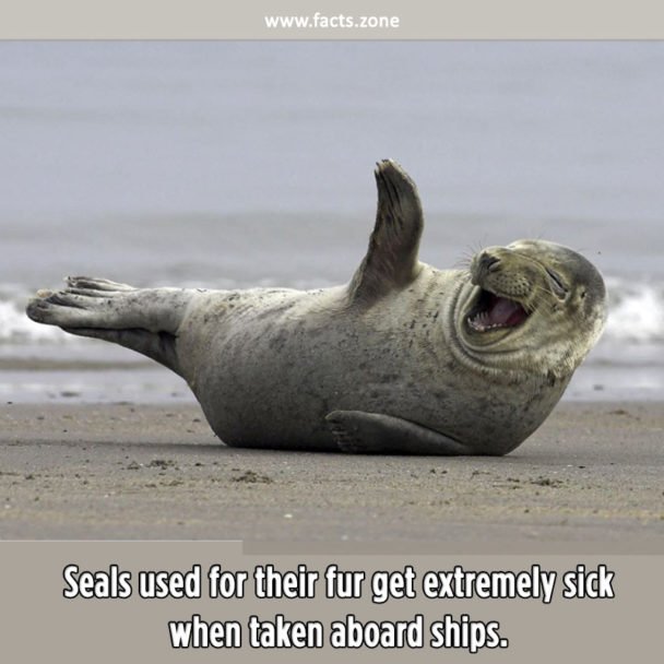 Seals used for their fur get extremely sick