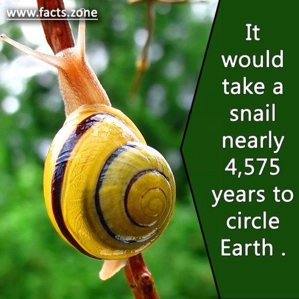 4,575 years to circle Earth by snail