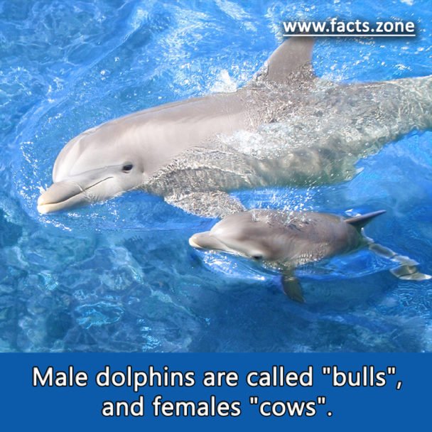 dolphins
