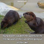 Young beavers stay with their parents for two years