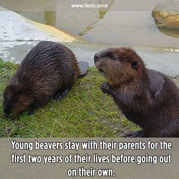 Young beavers stay with their parents for two years