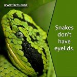 Snake's eyelids.