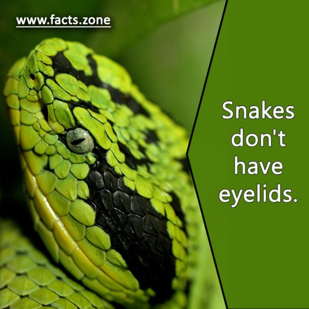 Snake's eyelids.