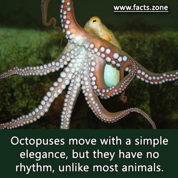Octopuses move with a simple elegance
