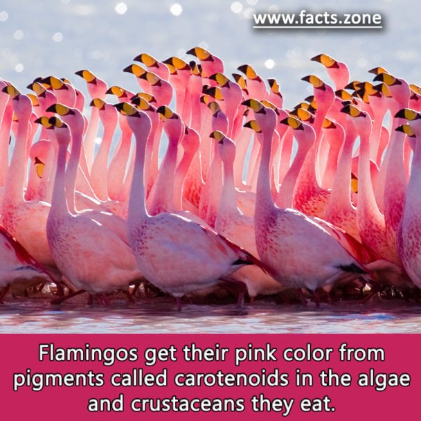 Flamingos get their pink color from pigments