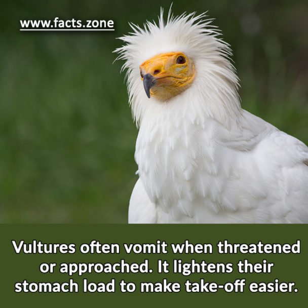 Vultures often vomit when threatened or approached