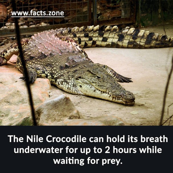 Nile Crocodile can hold its breath underwater for up to 2 hours