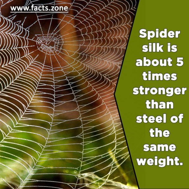 Spider silk