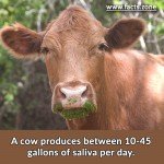 A cow produces between 10-45 gallons of saliva