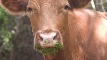 A cow produces between 10-45 gallons of saliva