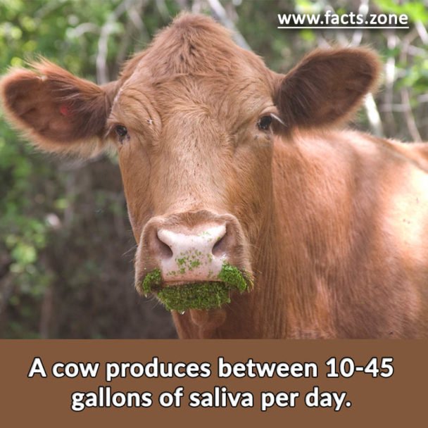 A cow produces between 10-45 gallons of saliva