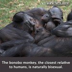 The bonobo monkey, the closest relative to humans