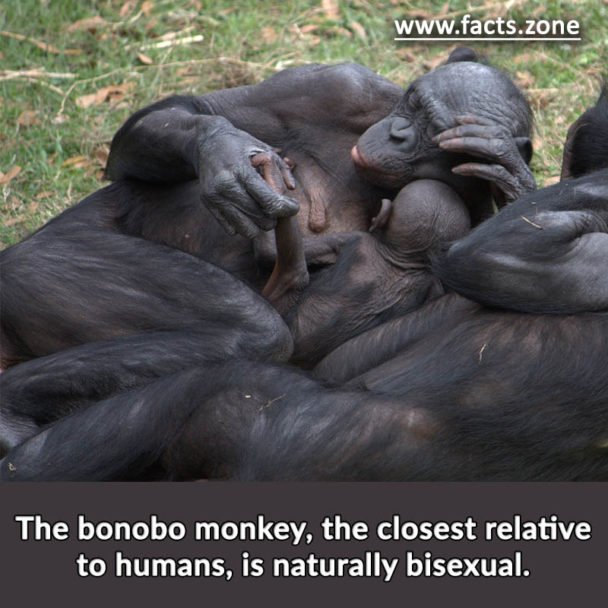 The bonobo monkey, the closest relative to humans