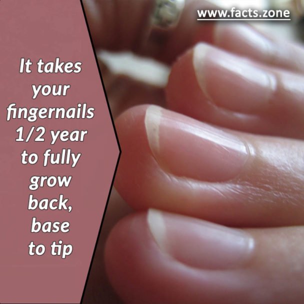 fingernails